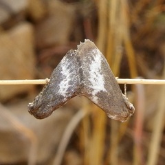 Cryptophobetron oropeso