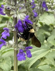 Bombus pensylvanicus