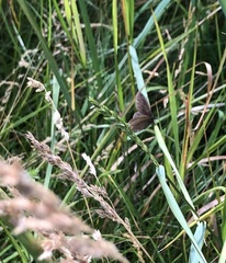 Aphantopus hyperantus