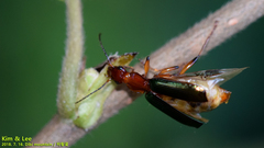 Dromius