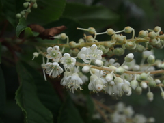 Clethra barbinervis