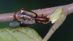 Dromius