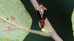 Dromius
