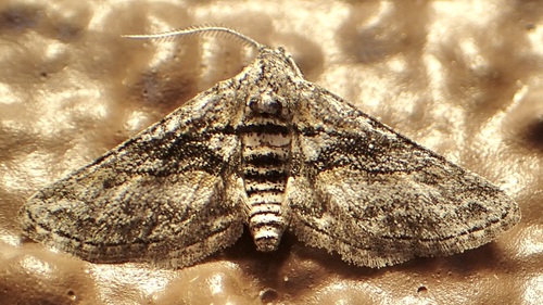 Ocotillo Moth photo 5