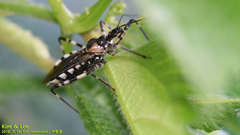Sphedanolestes impressicollis