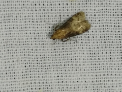 Euzophera fuliginosella