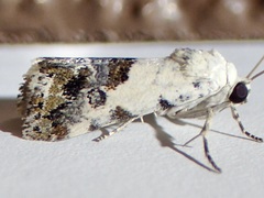 Ponometia phecolisca