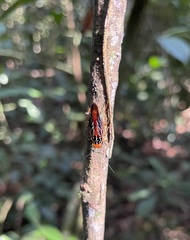 Euphyllodromia angustata