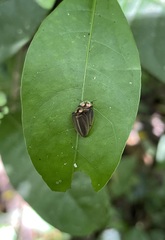 Aspisoma pulchellum