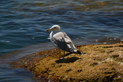 Larus cachinnans