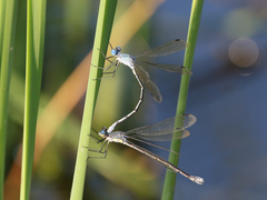 Lestes eurinus