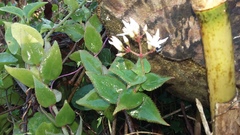 Crassula sarmentosa