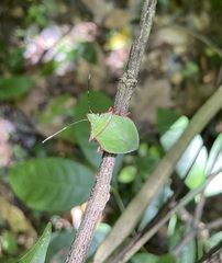 Chlorocoris distinctus