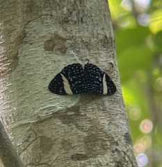 Hamadryas laodamia saurites