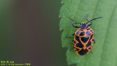 Eurydema