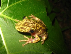 Triprion spatulatus