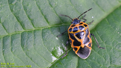 Eurydema