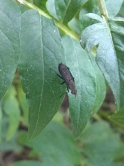 Coremacera marginata