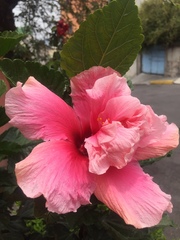 Hibiscus rosa-sinensis