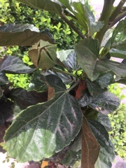 Hibiscus rosa-sinensis