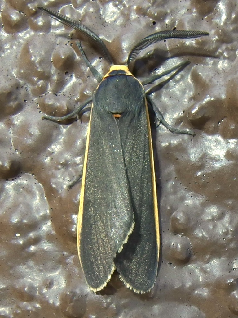 Euchaetes antica