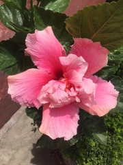 Hibiscus rosa-sinensis