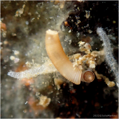 Caecum californicum