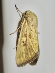 Heliocheilus paradoxus