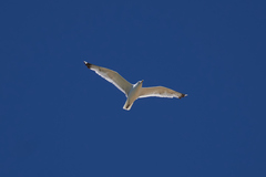 Larus cachinnans