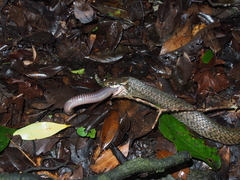 Hebius vibakari