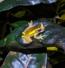 Dendropsophus bifurcus