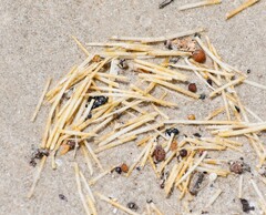 Syringodium filiforme