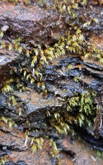 Dicranella rufescens