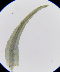 Dicranella rufescens