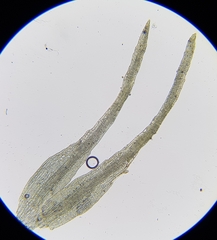 Dicranella rufescens