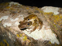 Triprion spatulatus