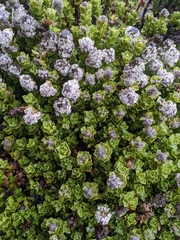 Valeriana alypifolia