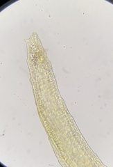 Dicranella rufescens