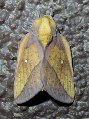 Syssphinx montana