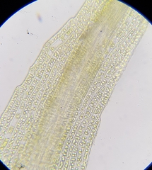 Dicranella rufescens