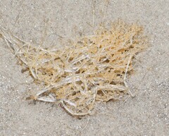 Amathia verticillata