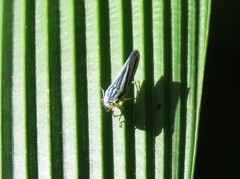 Poecilocarda cosmopolita