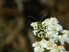 Chlorophorus varius