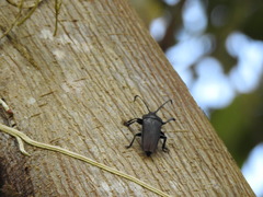 Holonotus laevithorax