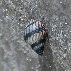 Echinolittorina placida