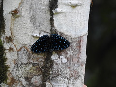 Hamadryas laodamia saurites