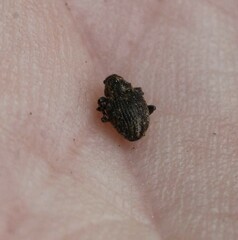 Rhinoncus inconspectus