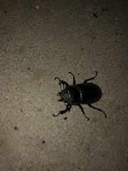 Lucanus cervus