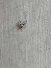 Menemerus bivittatus