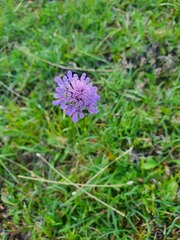 Scabiosa lucida